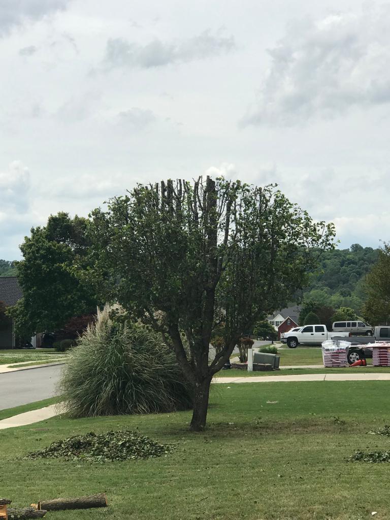 Chainsaw Tree Service Image